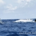 whale_humpback_h_00931_dom3097.jpg